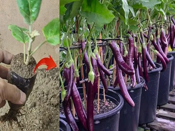 تصویر 3 از خرید و قیمت بادمجان قلمی گلخانه ای + فروش عمده